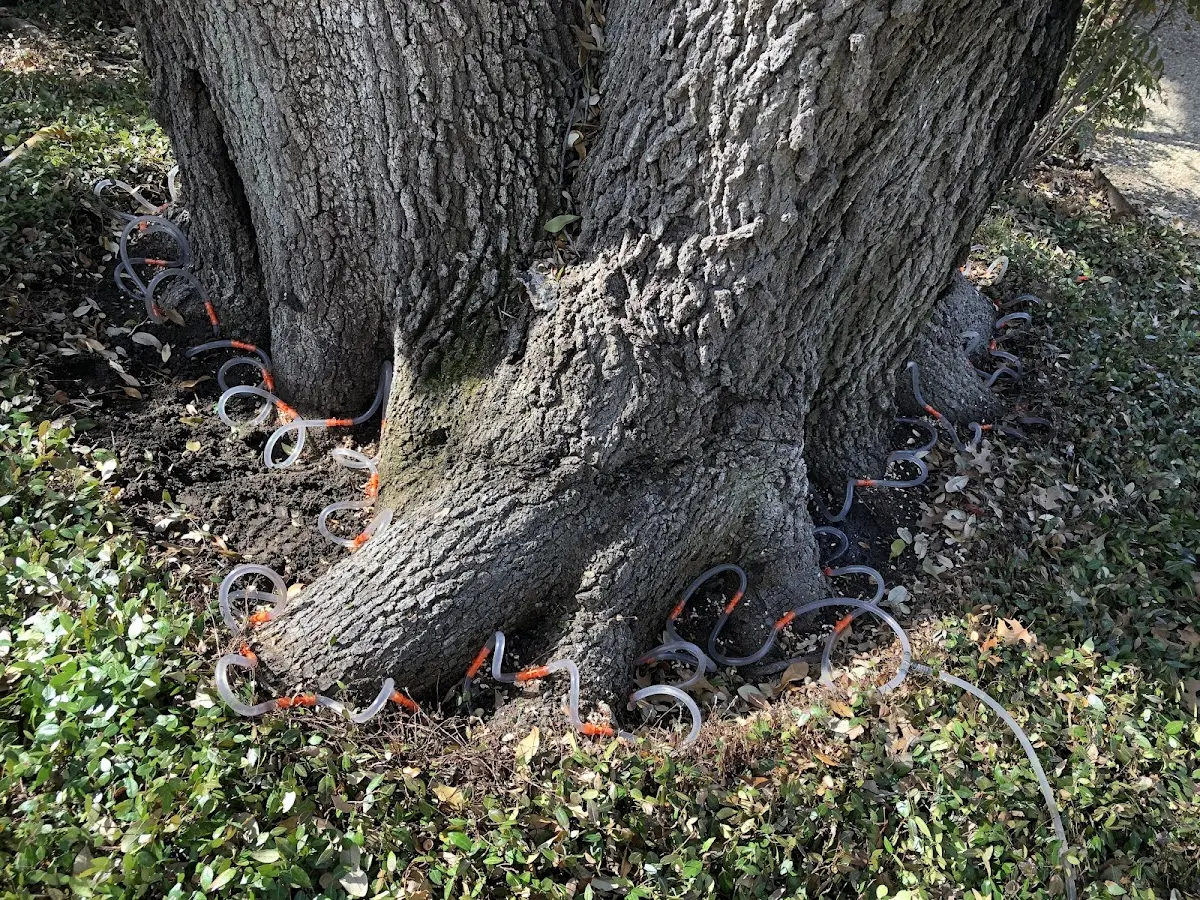 Detailed Tree Cabling and Bracing job site in Lopez