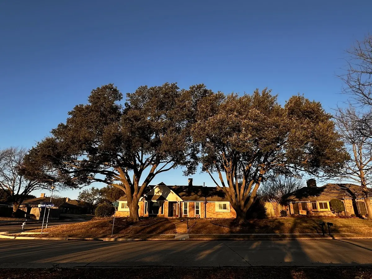 Established residential canopy tree shading a home in Lopez